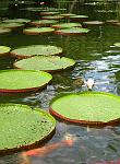 Lilly Pads